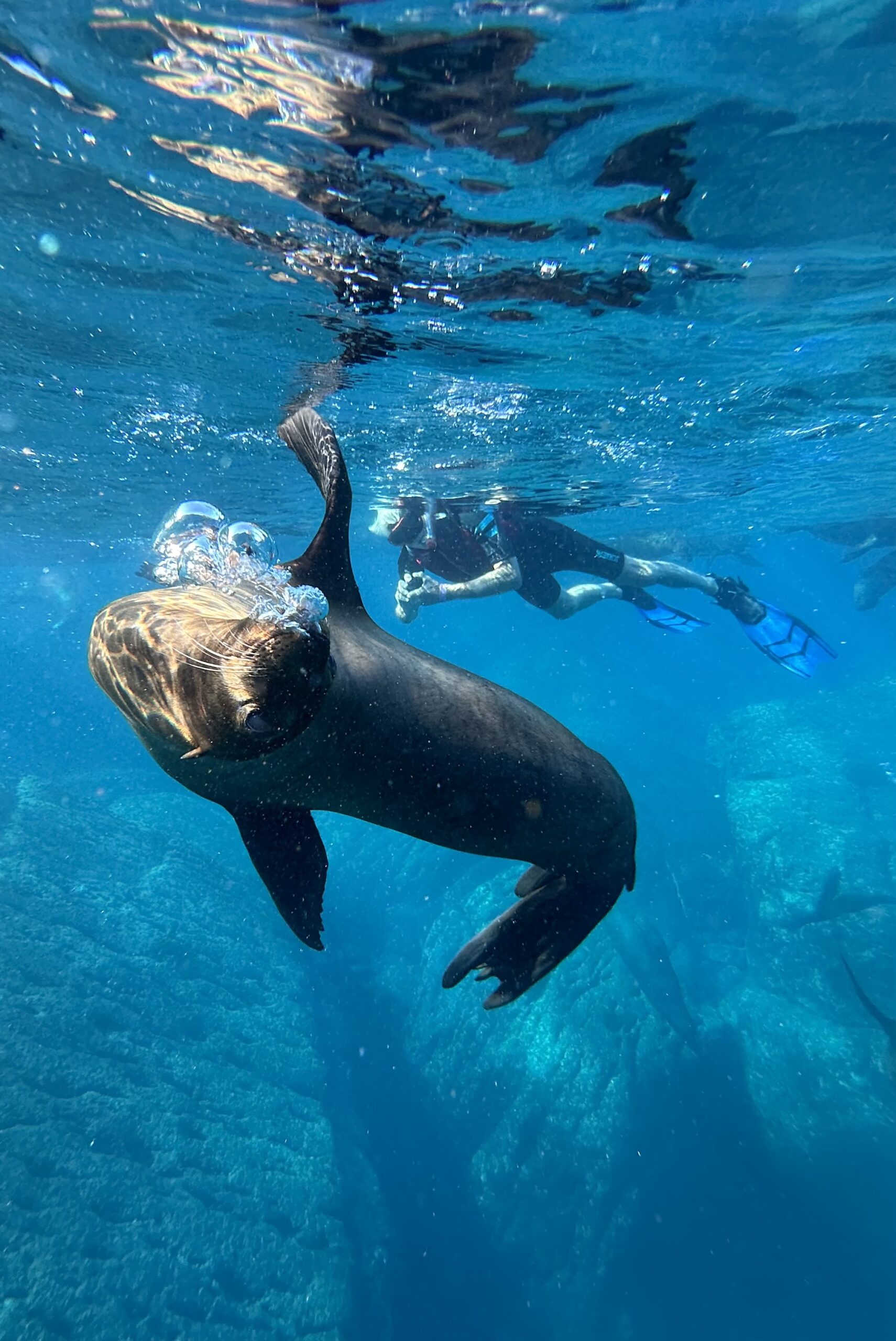 Copia de SNORKELING IN THE SEA OF CORTEZ SEA LIONS