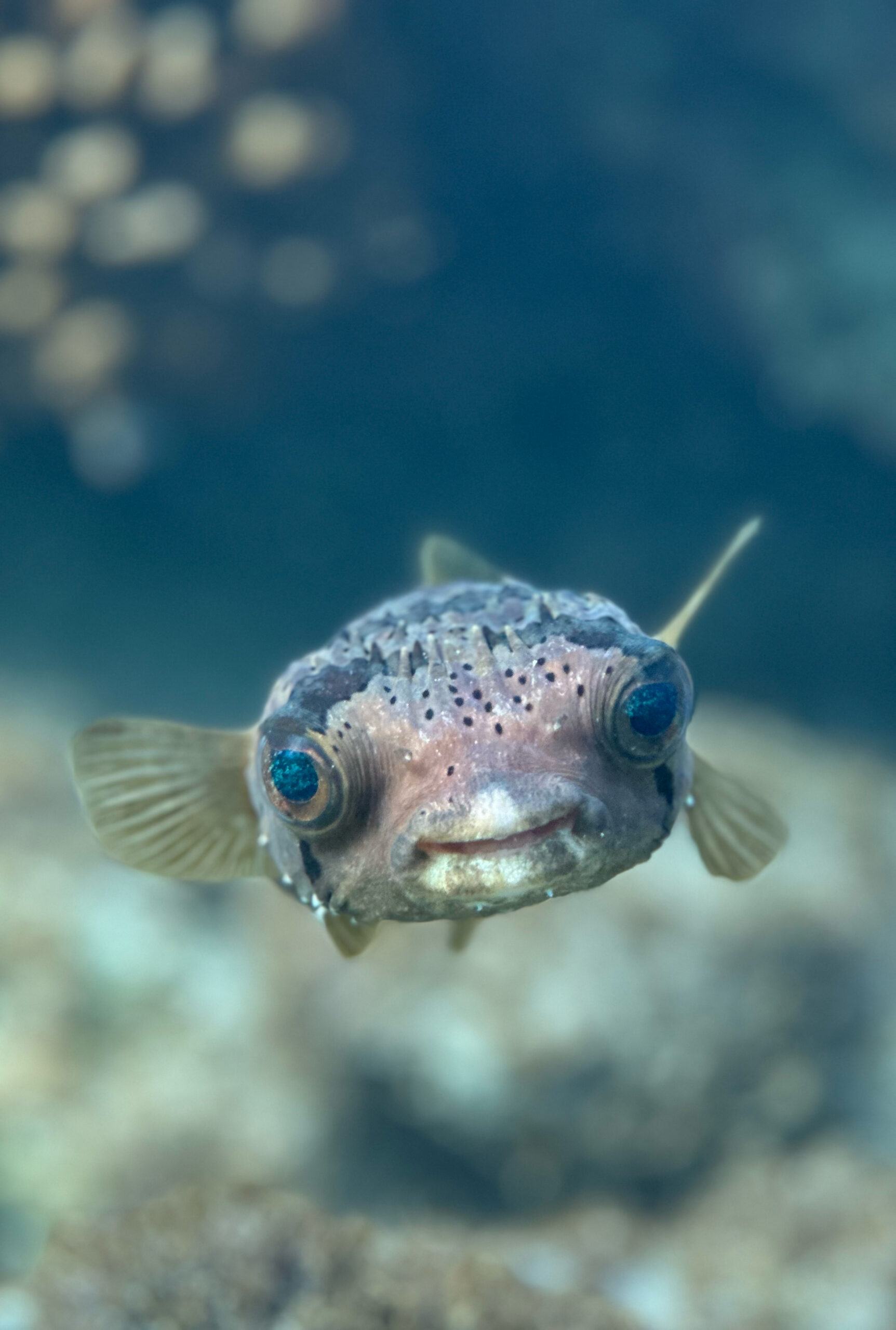 ballon fish in la paz snorkeling tour baja solo women group