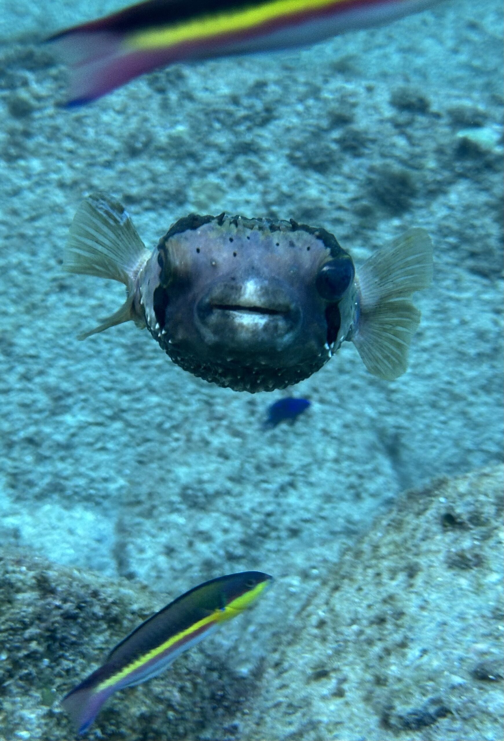 ballon fish in the sea of cortez