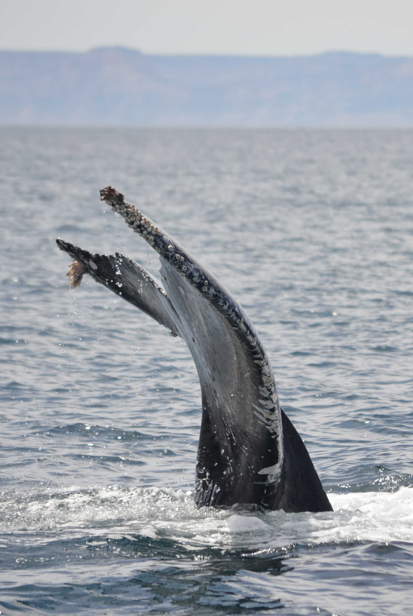 humpback whale in the sea of cortez