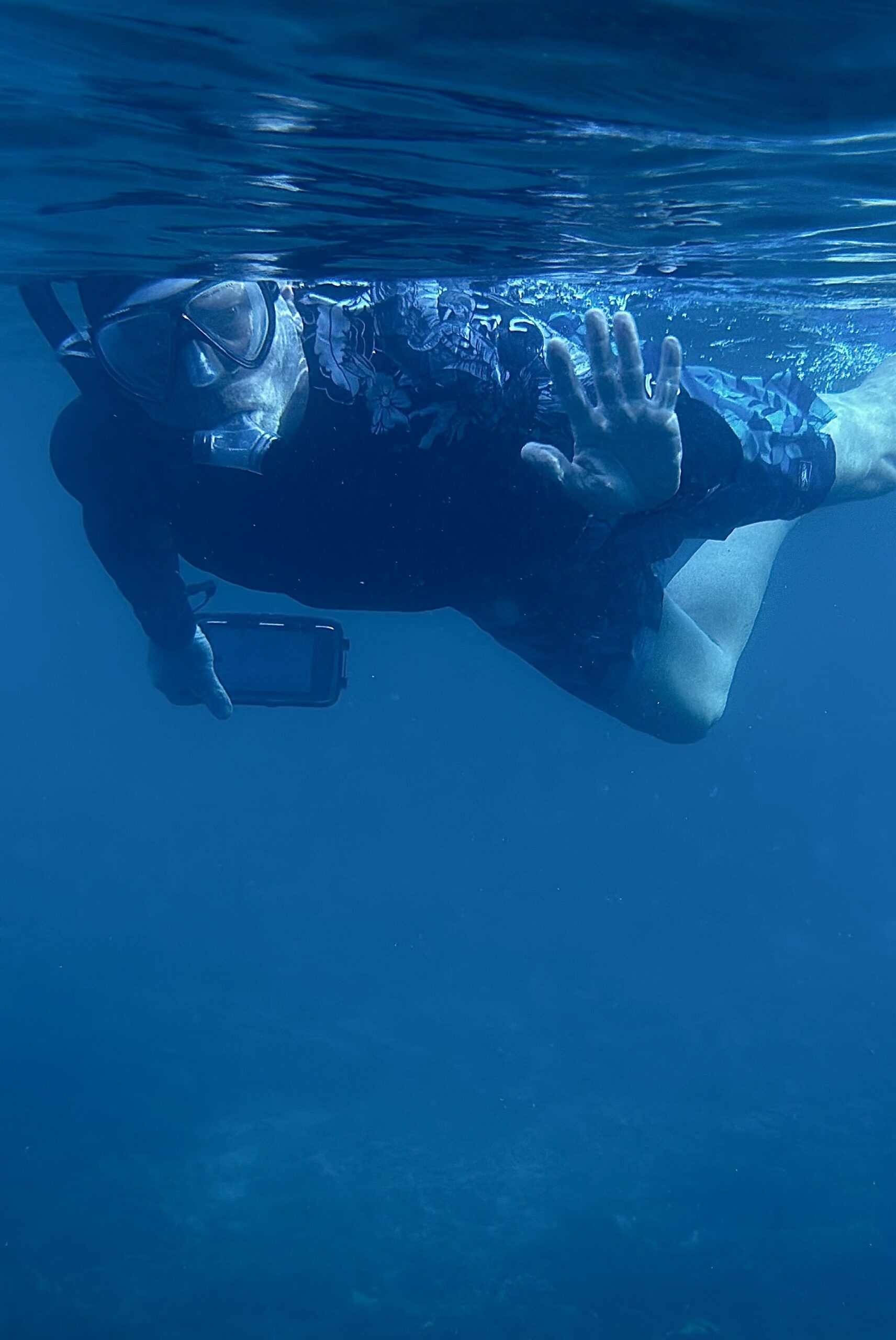 man snorkeling with mobula rays in the sea of cortez