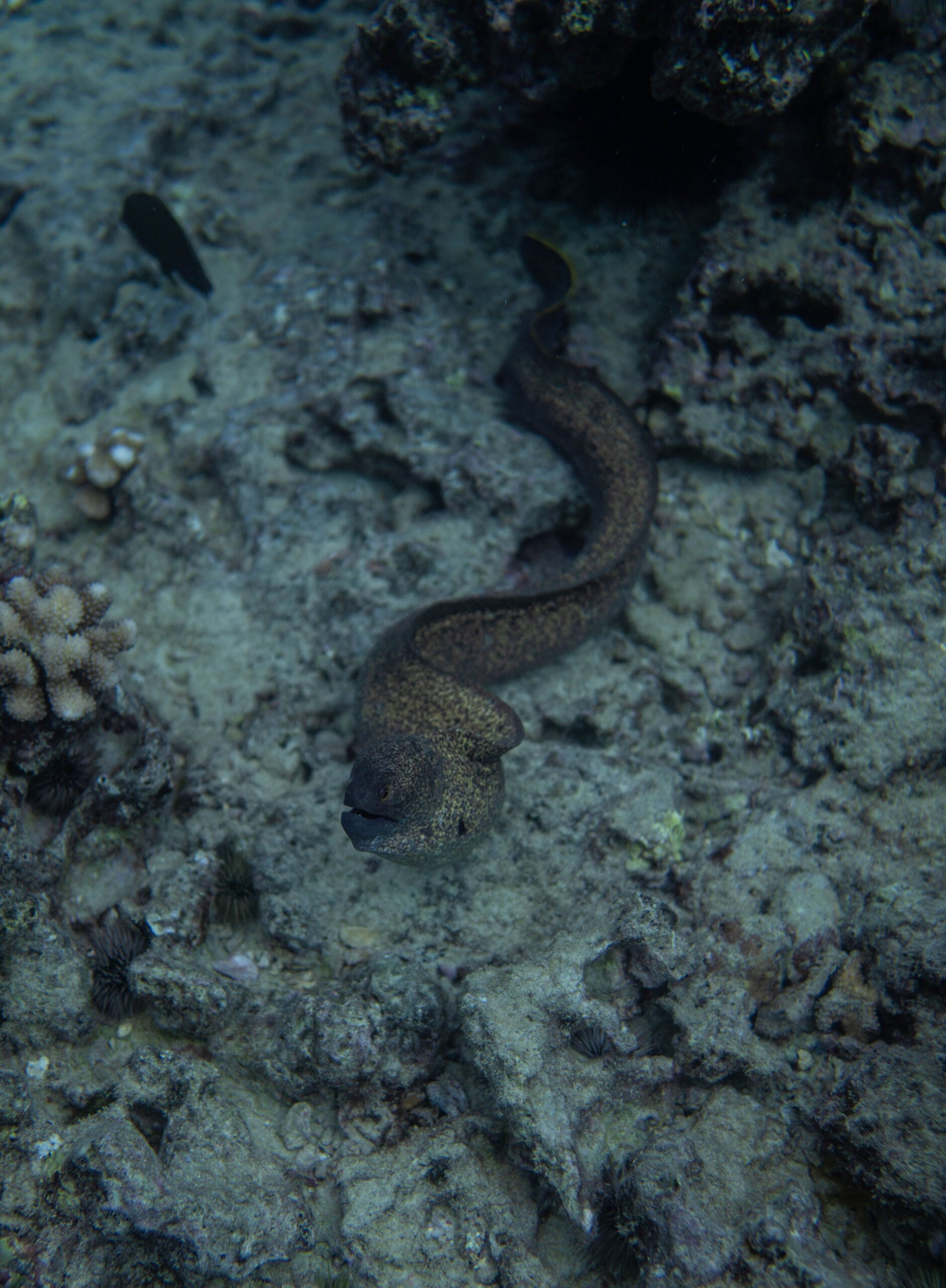 moray eel in the gulf of california