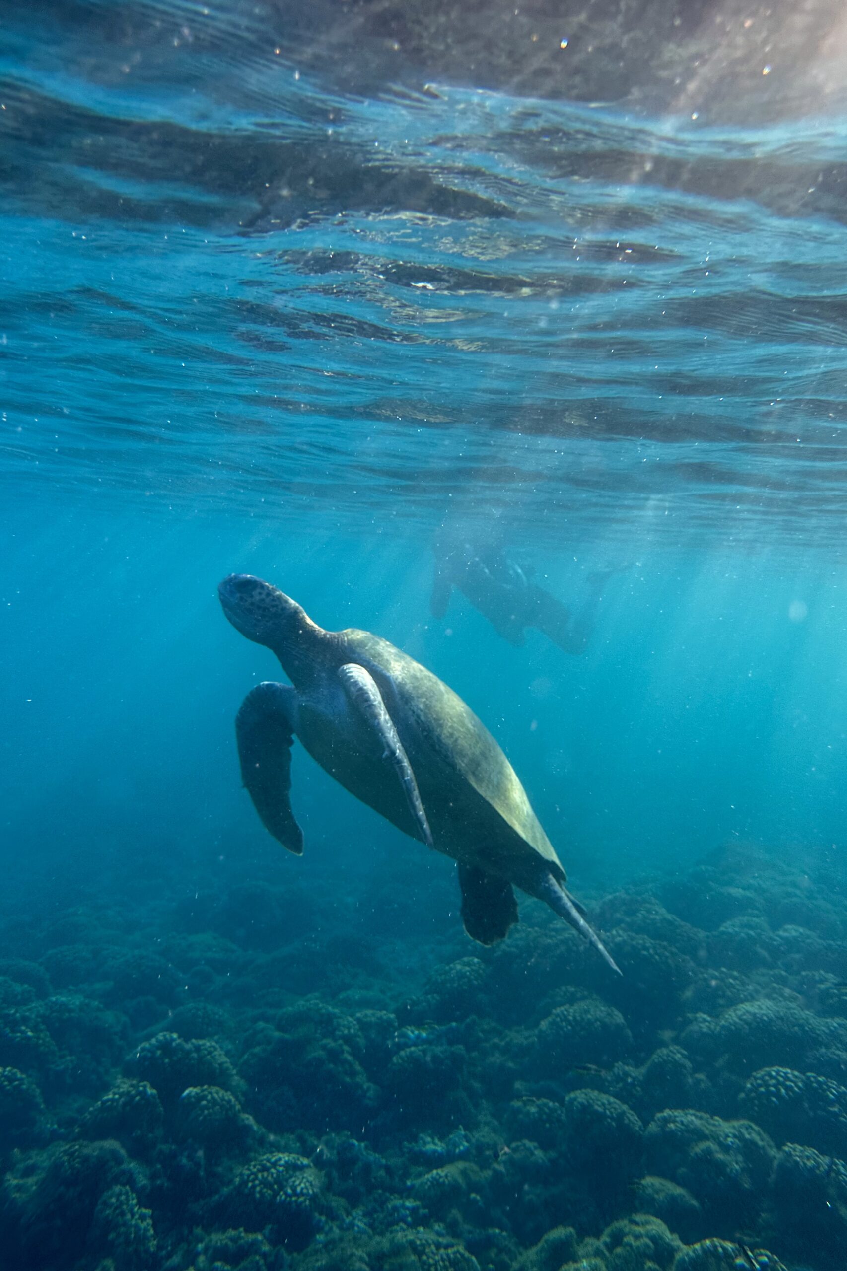 turtle with a man in the sea of cortez