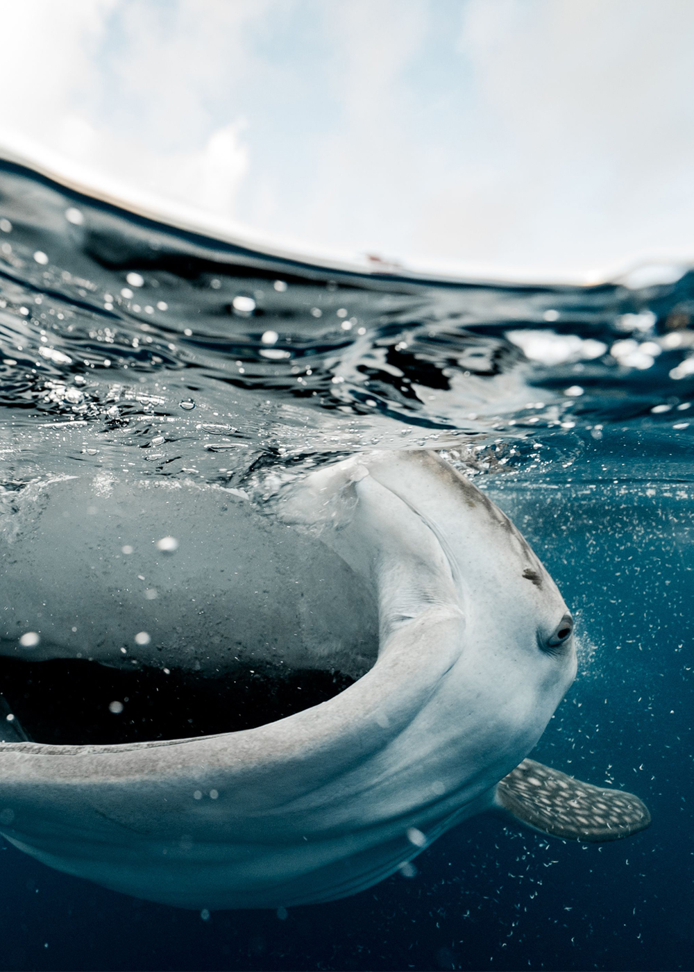 whale shark activity in the sea of cortes eco-adventure_
