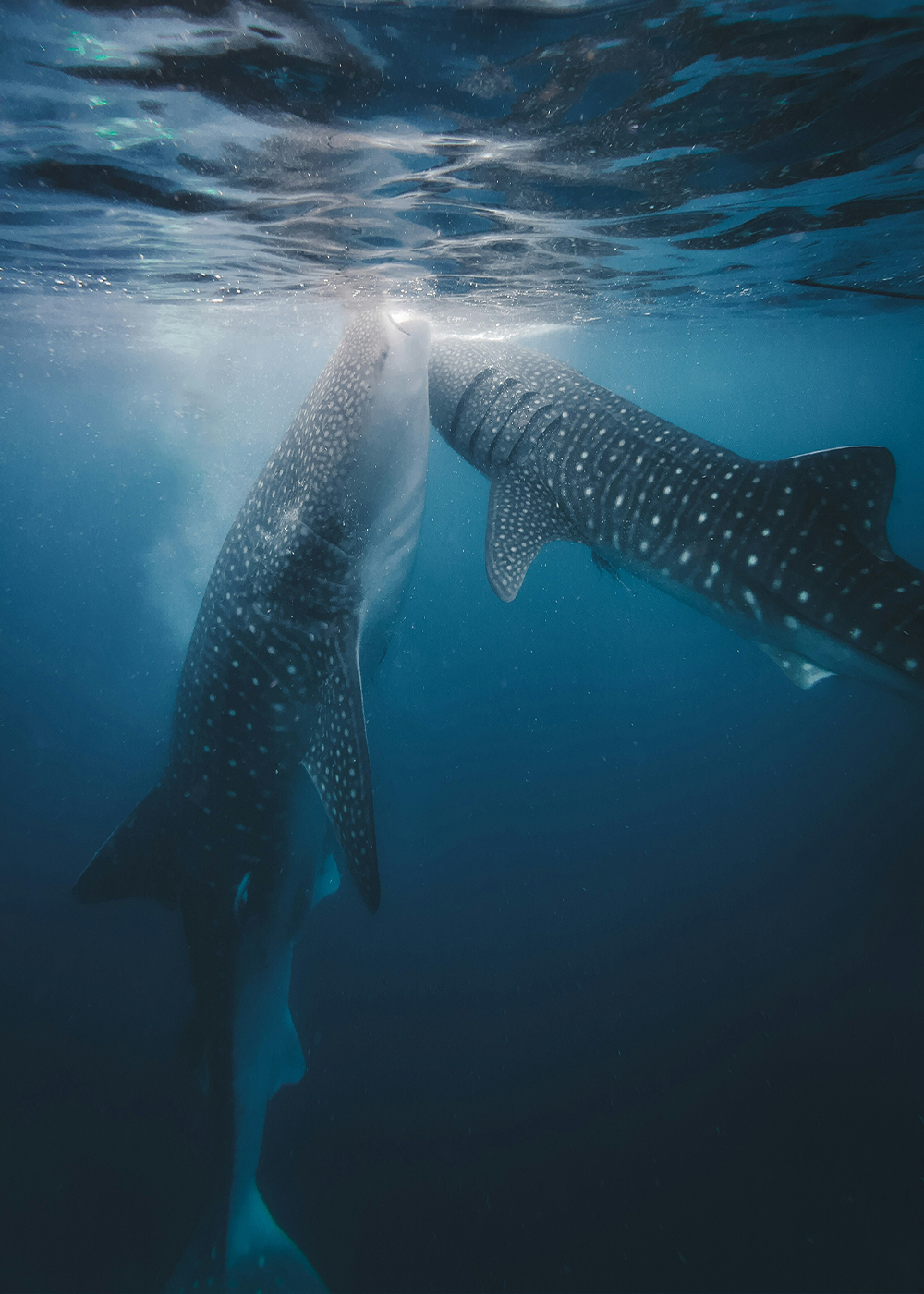 whale sharks in la paz, snorkel with whale sharks